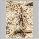 Chorthippus biguttulus - Nachtigall-Grashuepfer 04.jpg